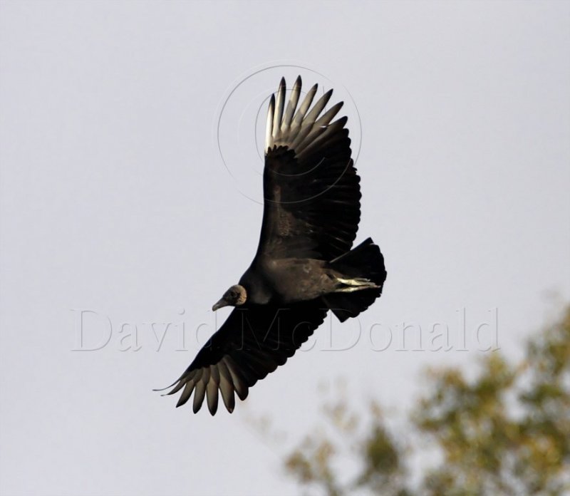 Black Vulture_3095.jpg