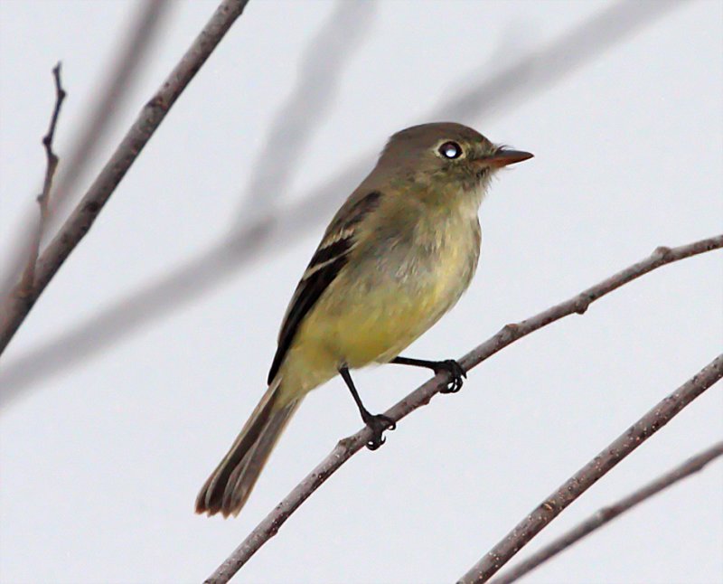 Pine Flycatcher - Choke Canyon SP - TX_3533.jpg