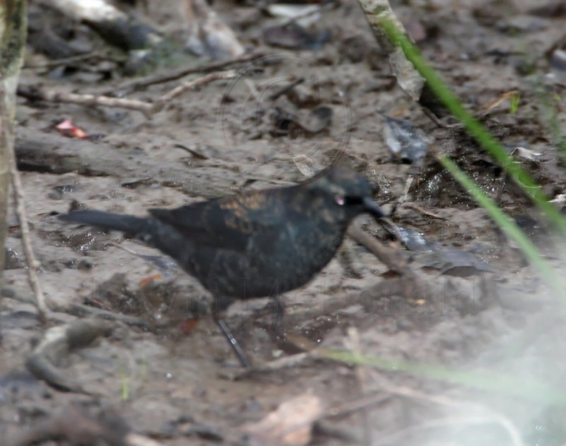 Rusty Blackbird - male - winter_3564.jpg