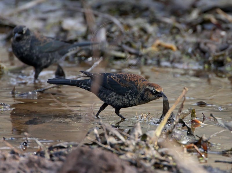 Rusty Blackbird - male - 1st winter_3617.jpg