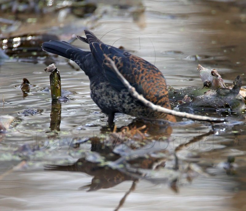 Rusty Blackbird - male - 1st winter_3680.jpg