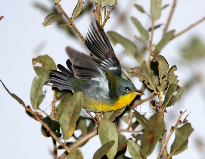 Tropical Parula - female_5254.jpg