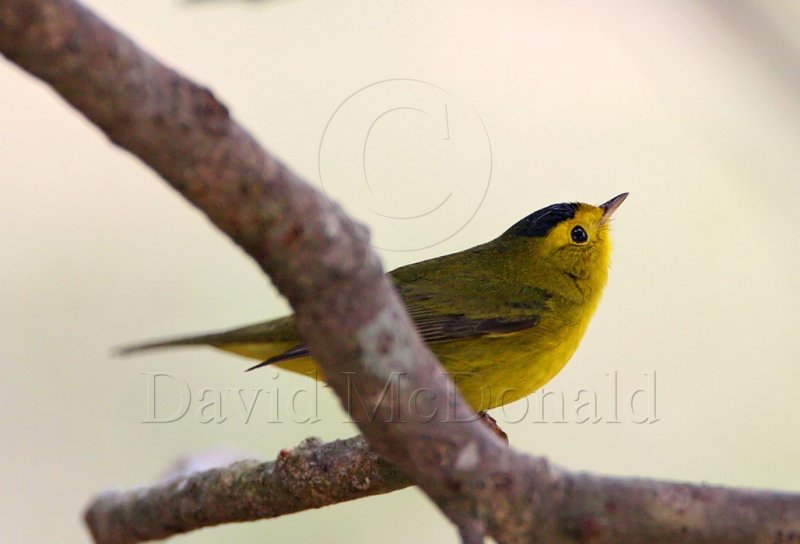 Wilsons Warbler - male_5247.jpg
