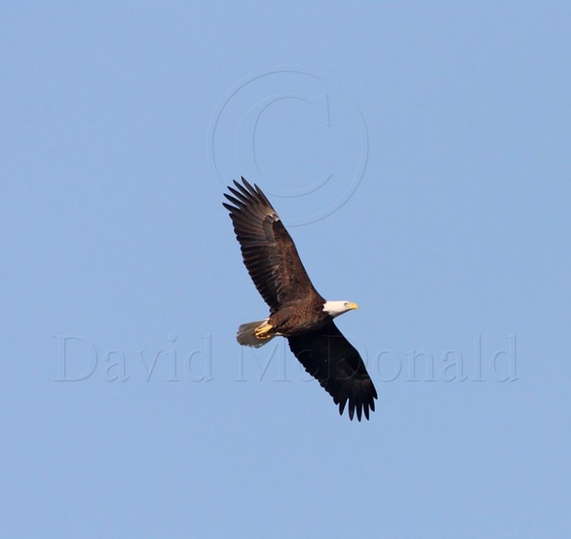 Bald Eagle - adult_4261.jpg