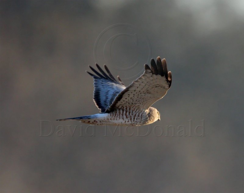 Northern Harrier - male_4986.jpg