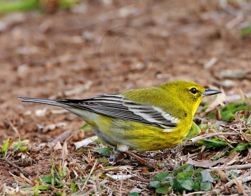 Pine warbler - male_MG_6408.jpg