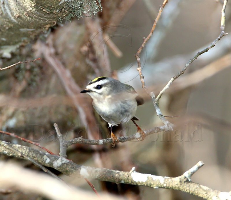 Golden-crowned Kinglet - female_6409.jpg