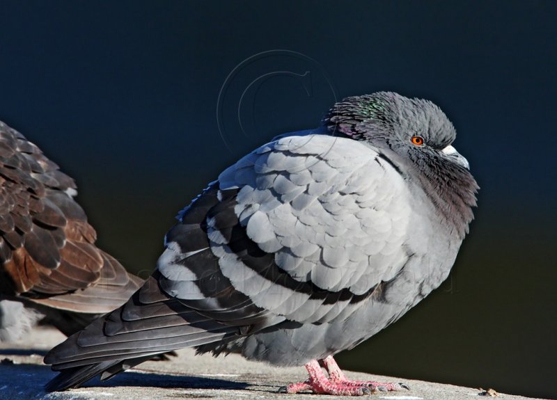 Rock Dove_4473.jpg