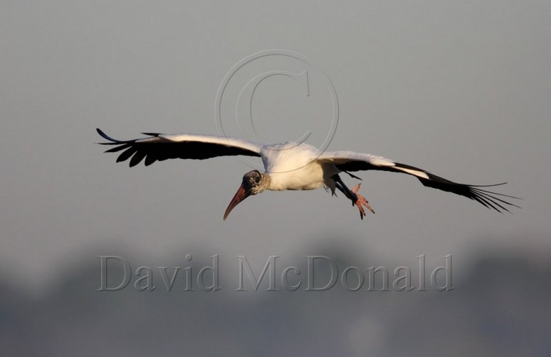 Wood Stork_5001.jpg