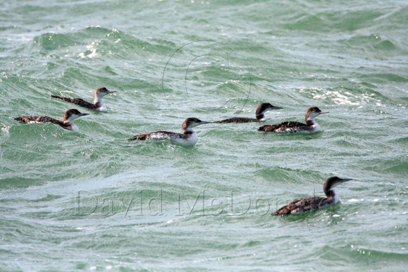 Common Loon_3915.jpg