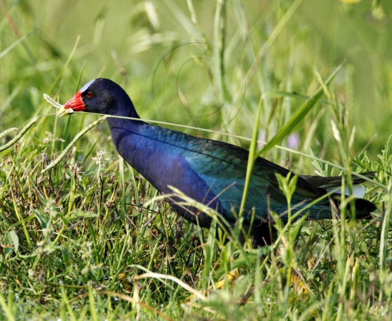 Purple Gallinule - eating grass_8837.jpg