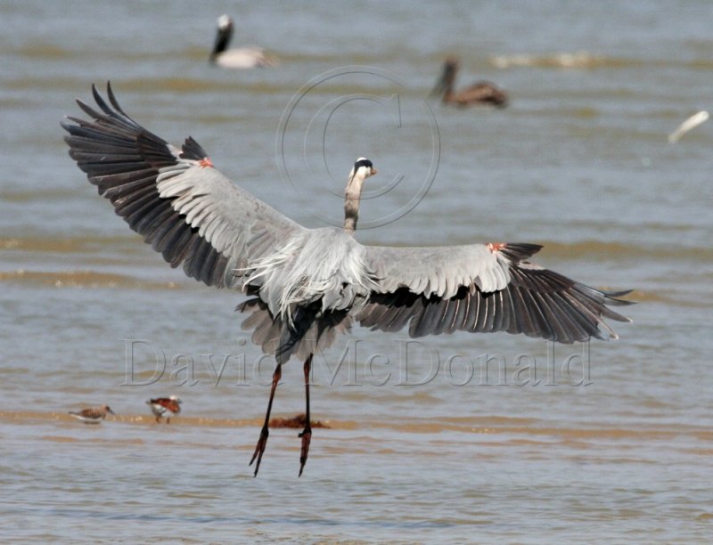 Great Blue Heron - landing_0107.jpg