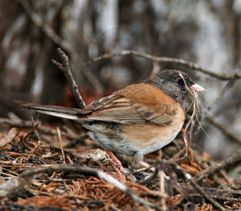 Dark-eyed Junco Oregon  female_0811.jpg