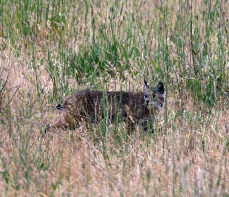 Bobcat_0023.jpg