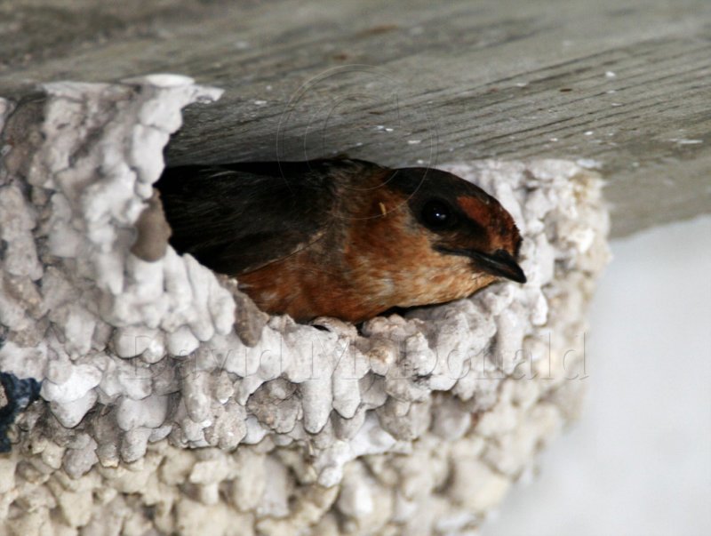 Cave Swallow_2021.jpg