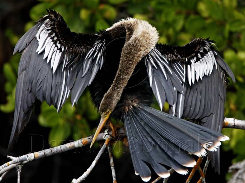 Anhinga - female_4076.jpg
