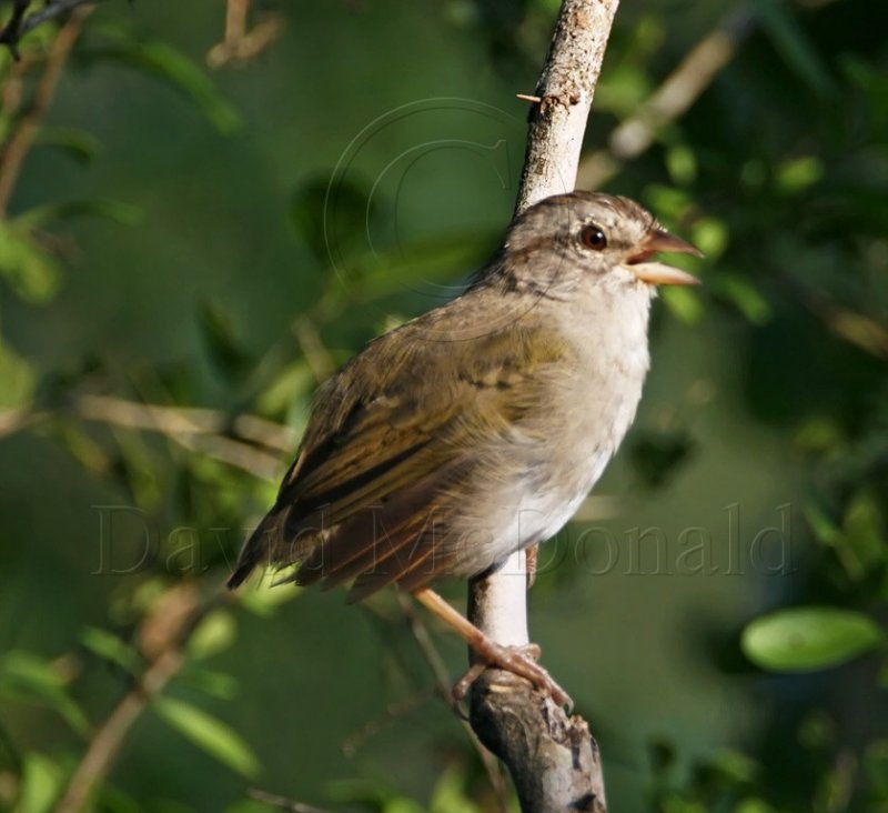 Olive Sparrow_6670.jpg