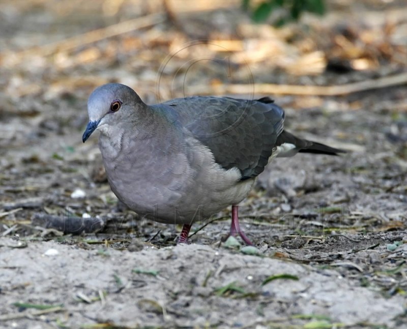 White-tipped Dove_6554.jpg