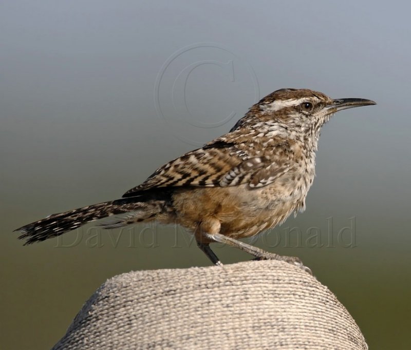 Cactus Wren - juvenile_6058.jpg