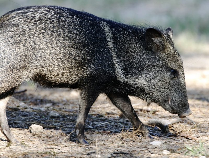 Collared Peccary_6708.jpg
