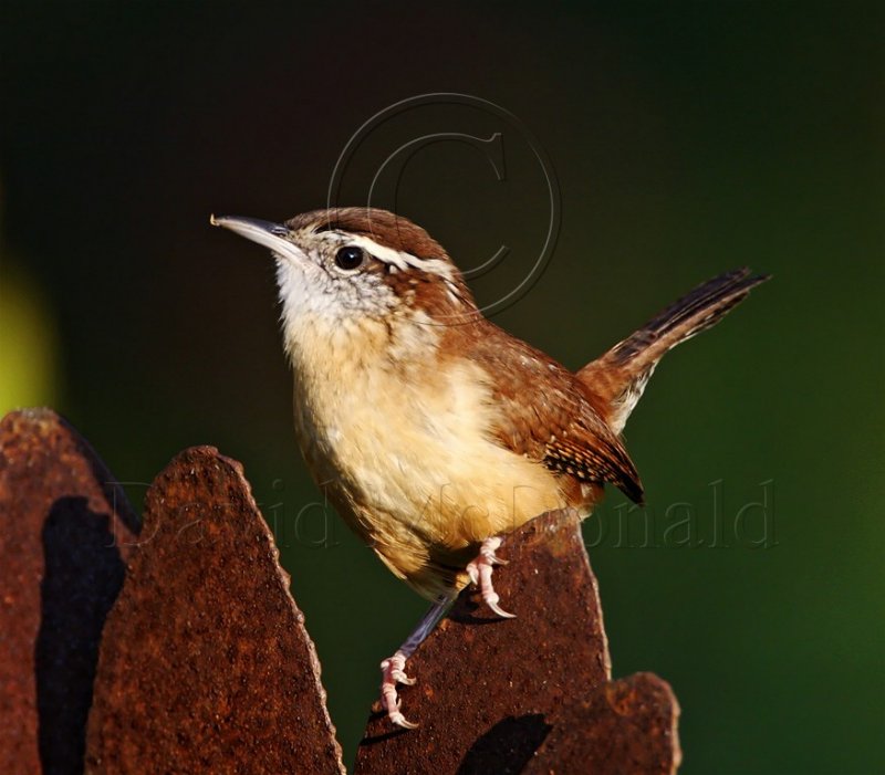 Carolina Wren_8035.jpg