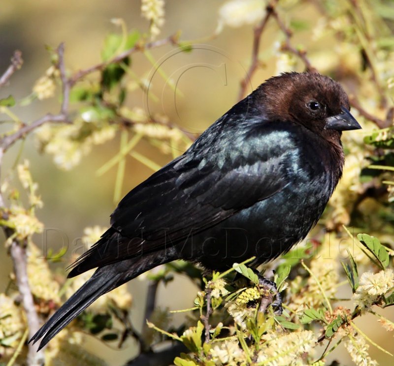 Brown-headed Cowbird - male_7256.jpg