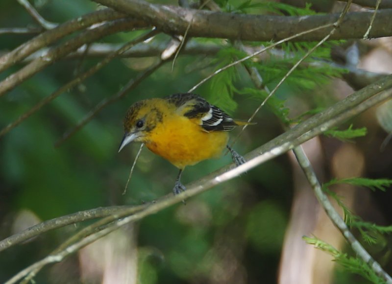 Baltimore Oriole - female_6425.jpg