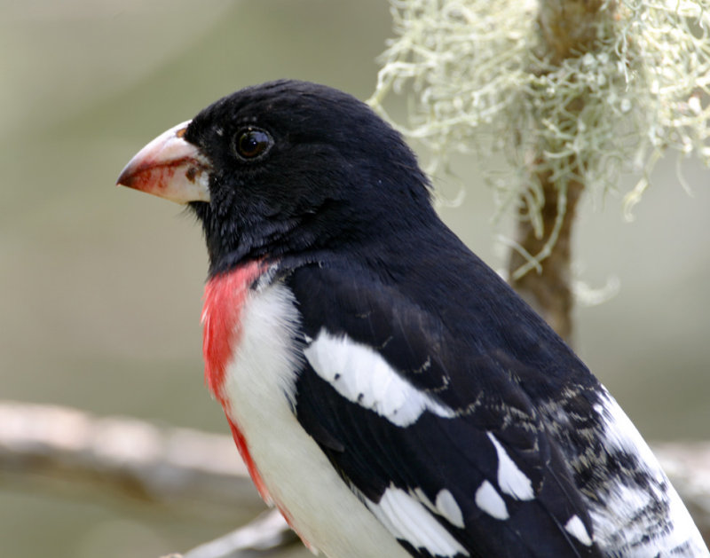 Rose-breasted Grosbeak - breeding male_8167.jpg