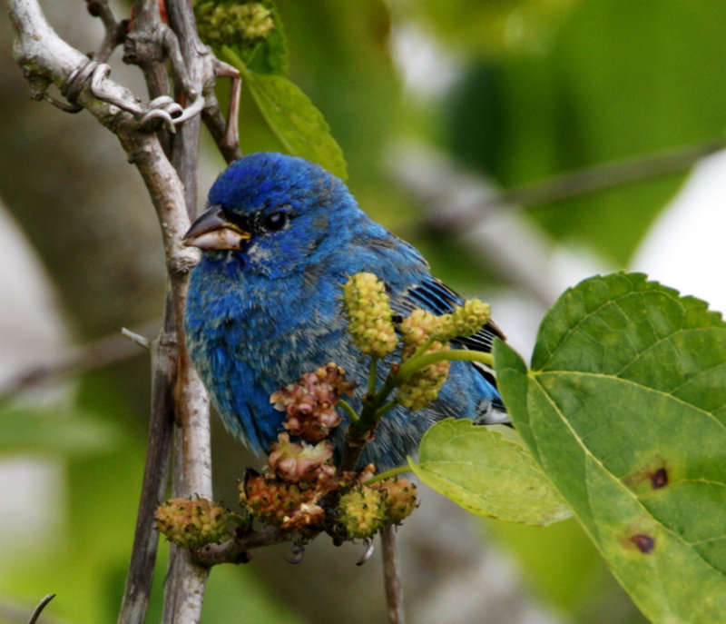 Indigo Bunting - 1st year male_7429.jpg