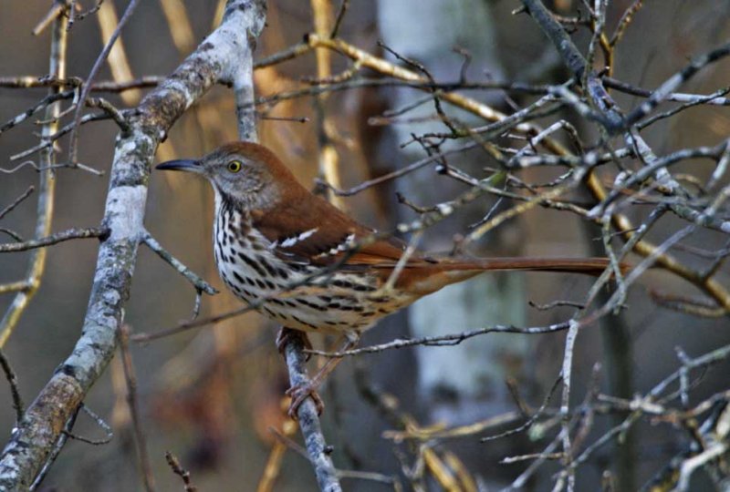 Brown Thrasher_5128.jpg