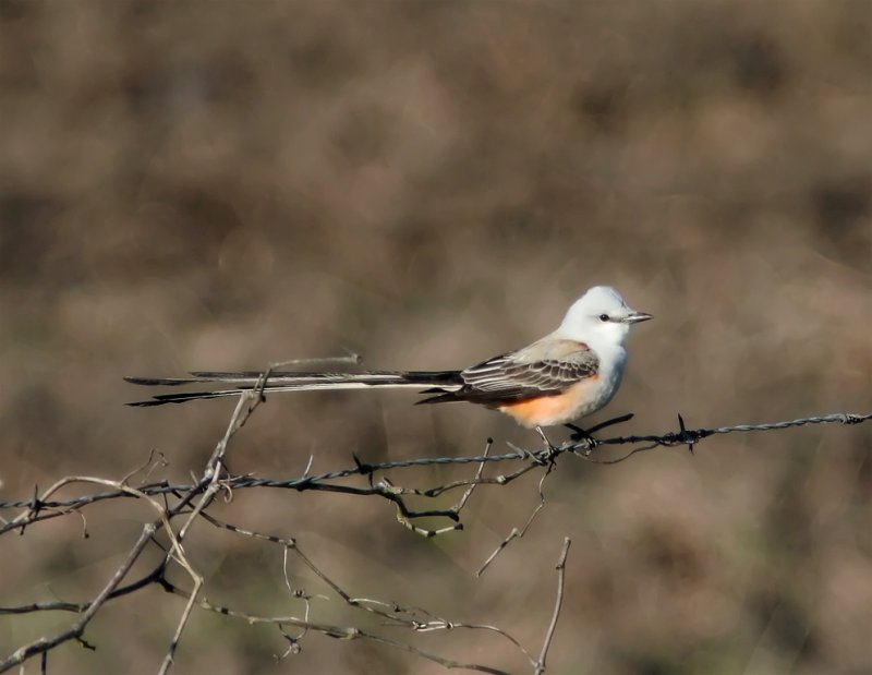Scissor-tailed Flycatcher_2478.jpg