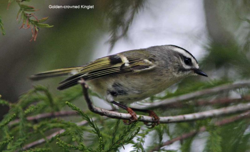 Golden-crowned Kinglet_9537.jpg