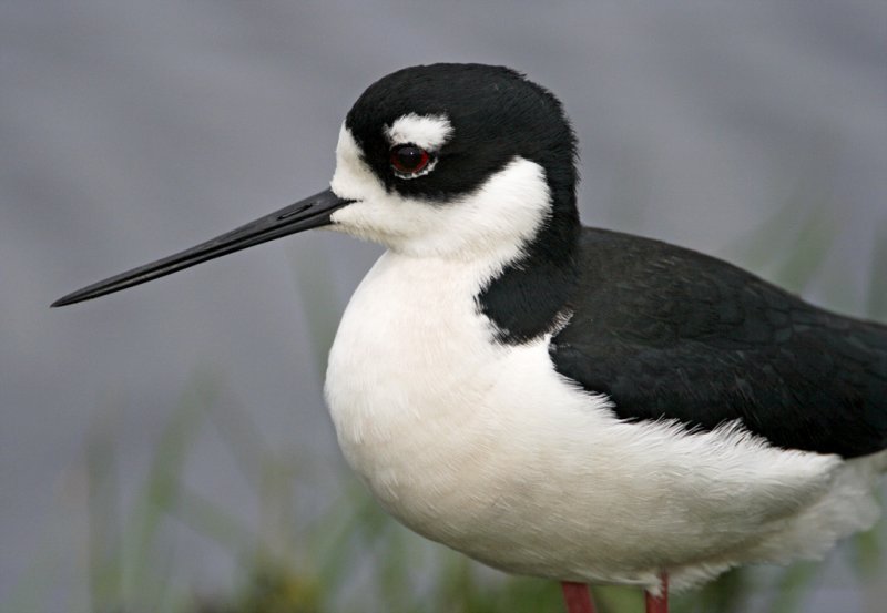 Black-necked Stilt - detail_6504.jpg