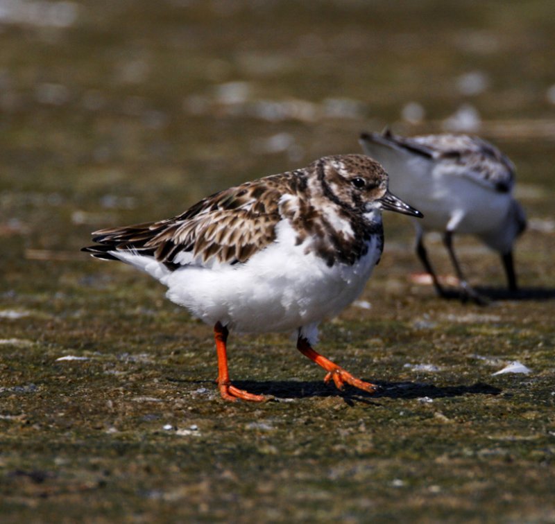 Ruddy Turnstone - non-breeding_5672.jpg