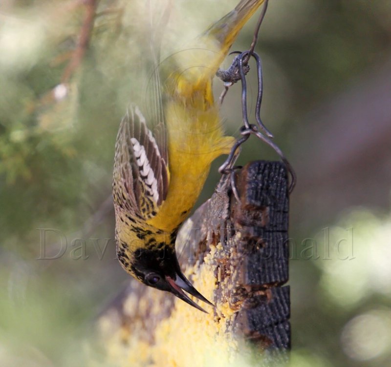 Scotts Oriole - 1st summer male_8975.jpg