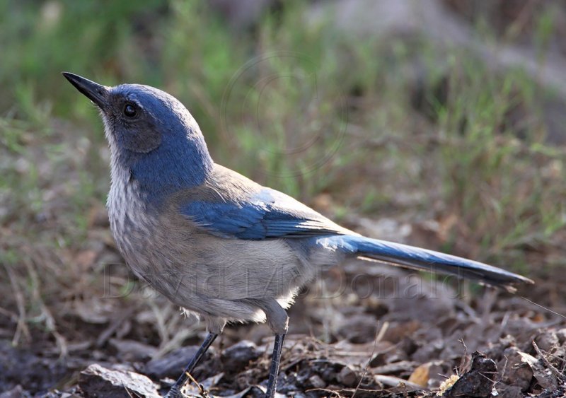 Western Scrub-Jay_8609.jpg