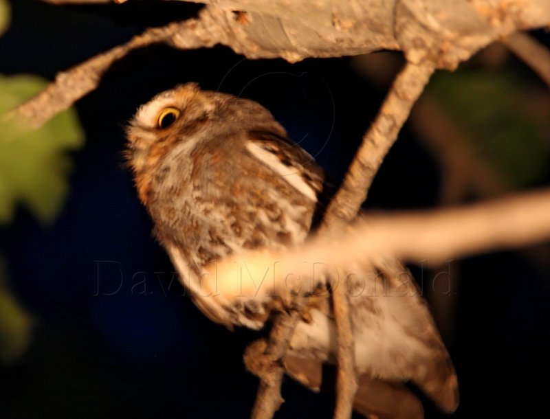 Elf Owl_9801.jpg