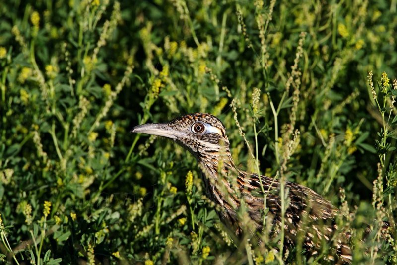 Roadrunner - hunting4_9488.jpg