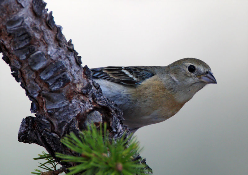 Lazuli Bunting - female_8895.jpg