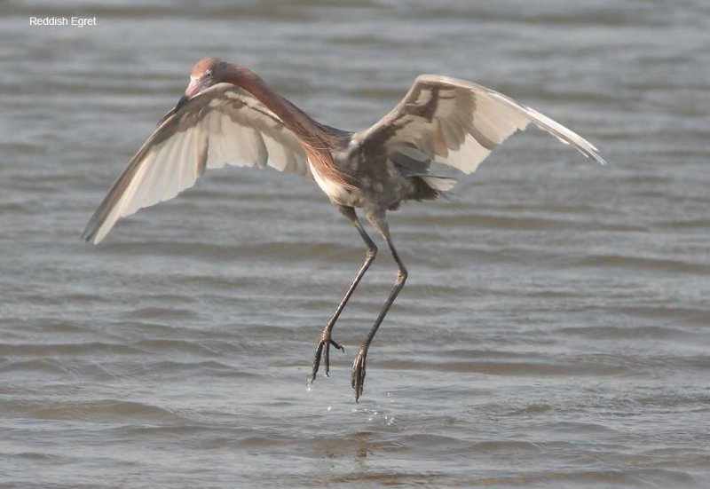 Reddish Egret - white wings-1350.jpg