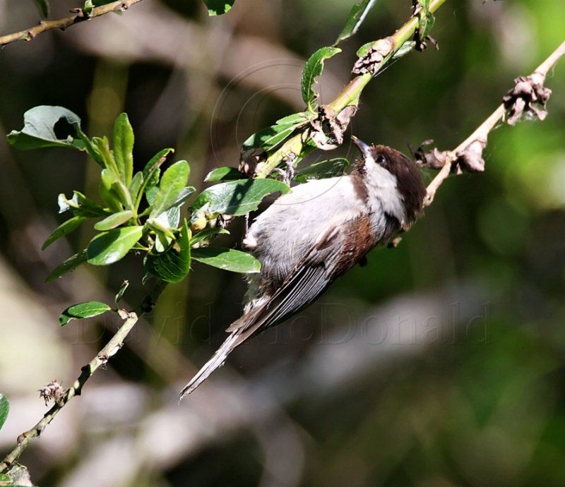 Chestnut-backed Chickadee_0507.jpg
