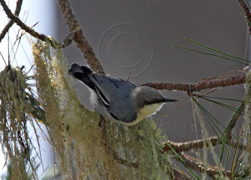 Pygmy Nuthatch_0457.jpg