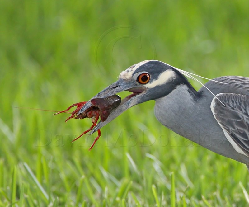 Yellow-crowned Night-Heron_1162.jpg