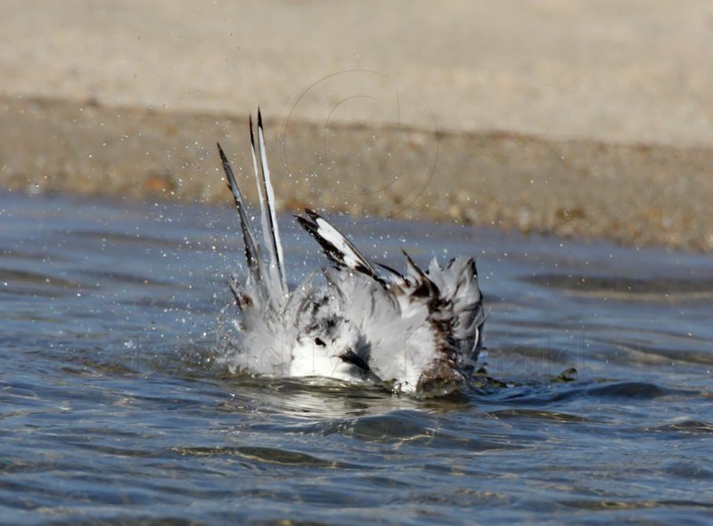 Bonapartes Gull - bathing_0627.jpg