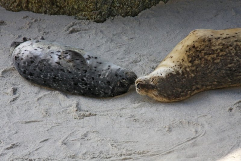 Harbor Seal_0421.jpg