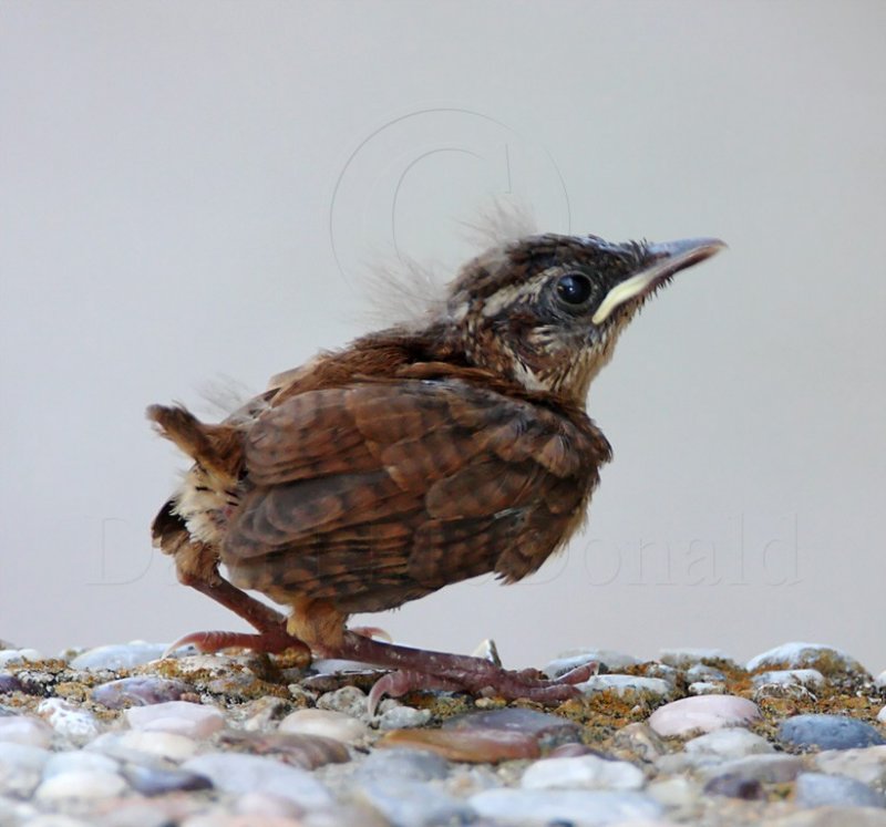 Carolina Wren - fledgling_1233.jpg