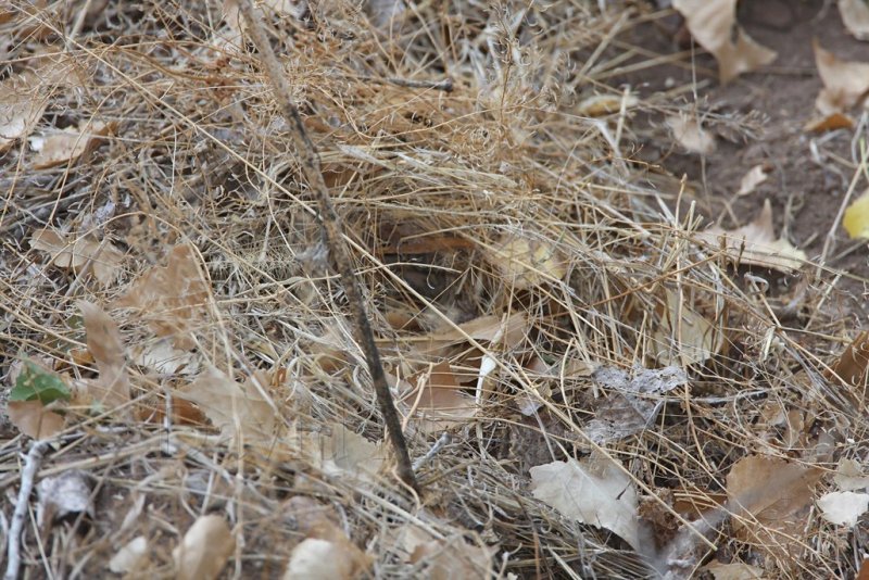 Rufous-capped Warbler - nest_2780.jpg