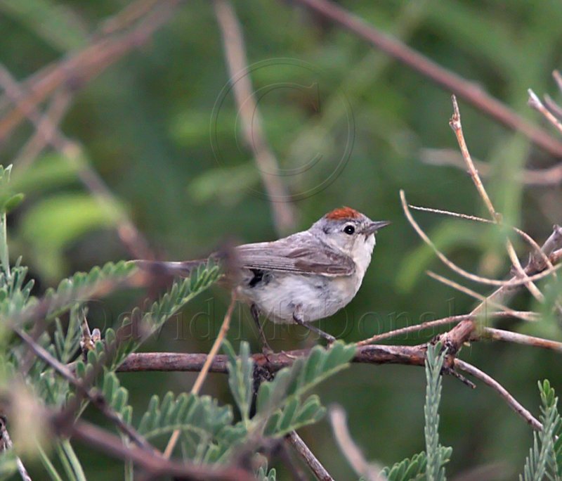 Lucys Warbler_2699.jpg