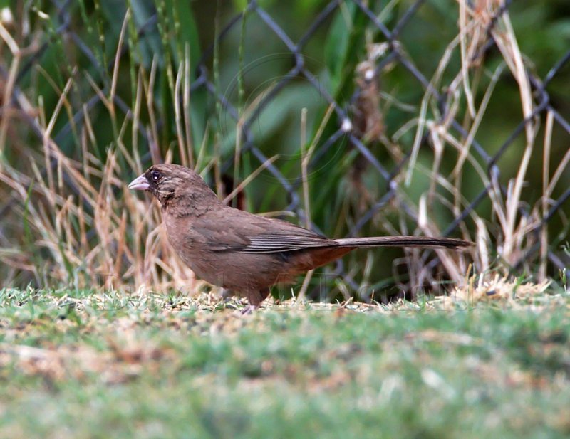 Aberts Towhee_2646.jpg