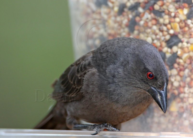 Bronzed Cowbird - female_1480.jpg